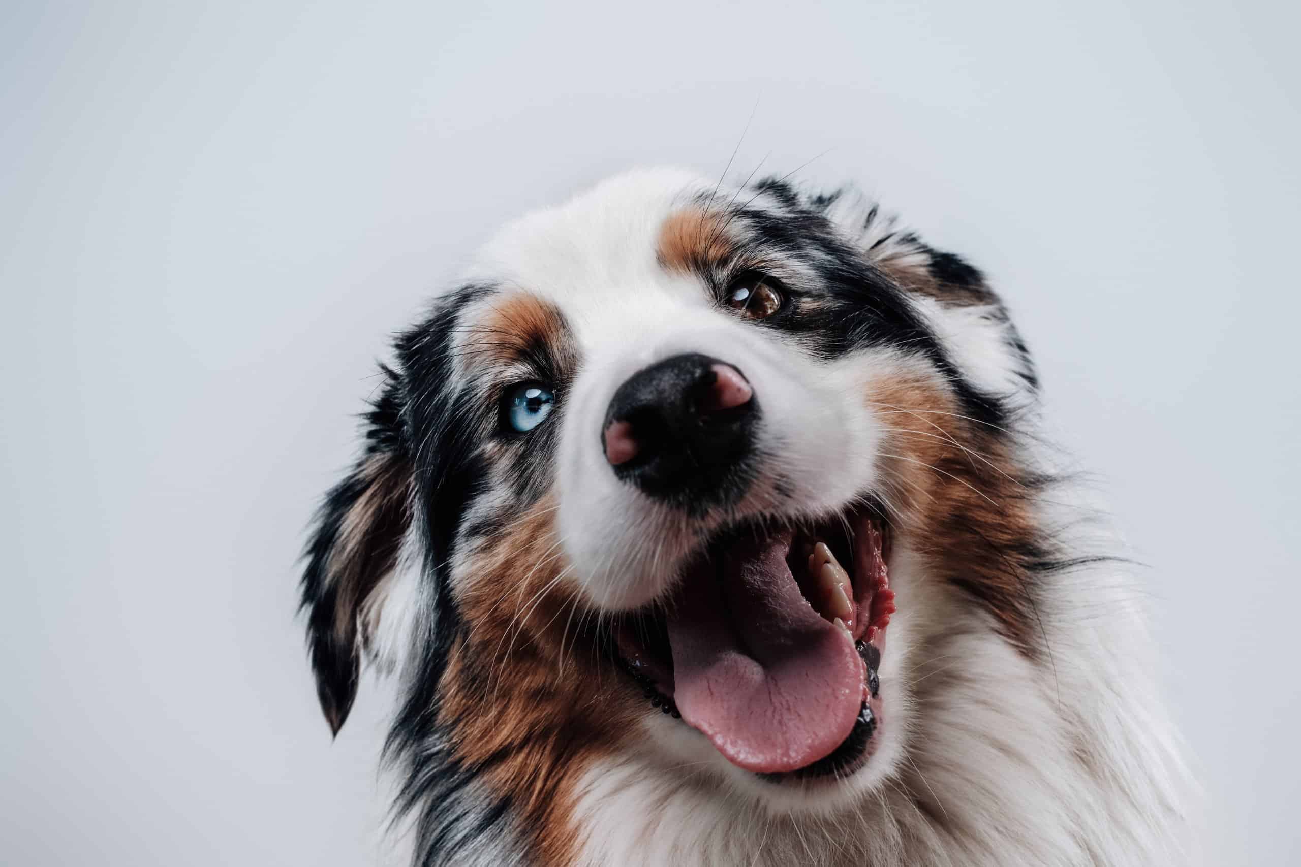 Adorable Australian shepherd with bright blue eyes grinning at the camera before dinner