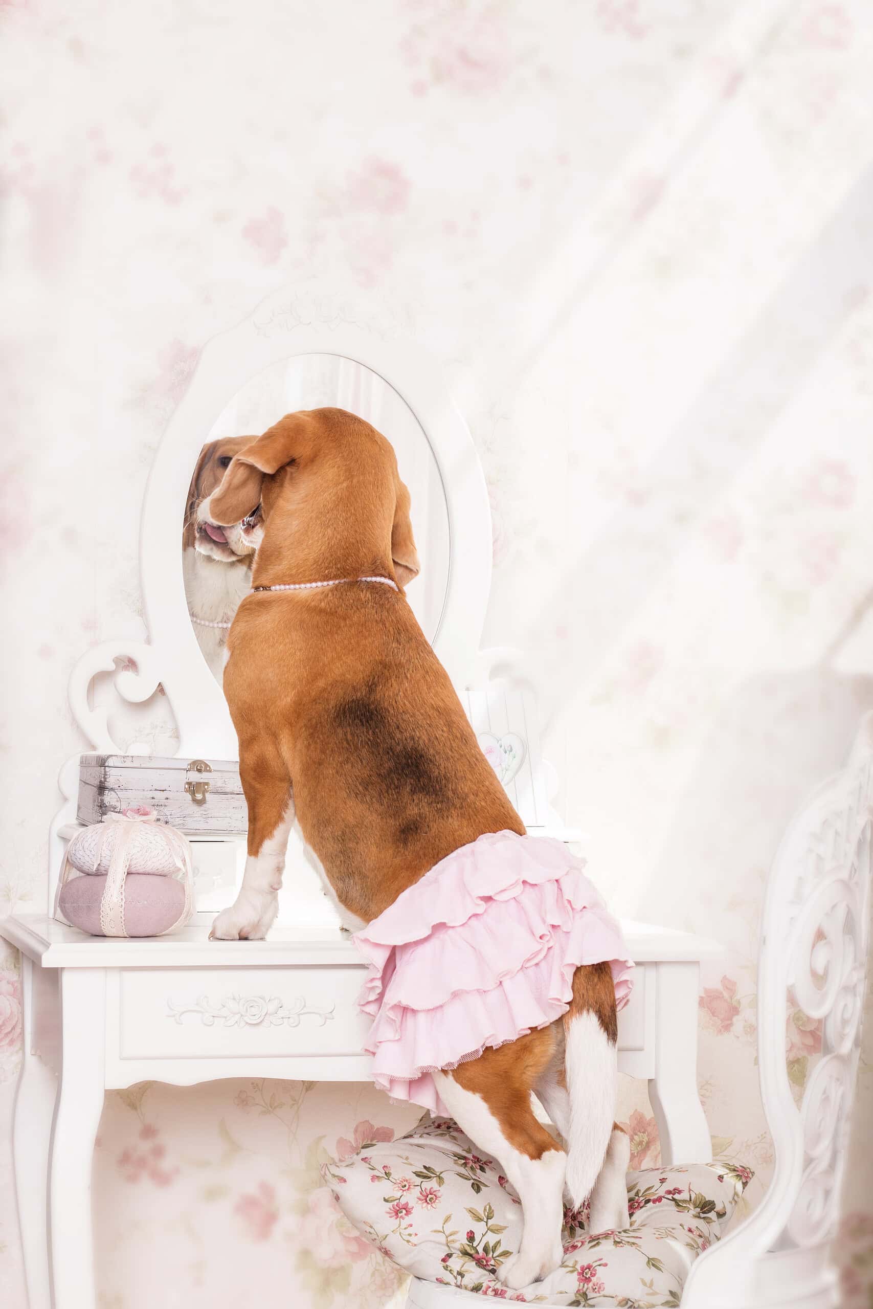 Adorable beagle in a pink ruffle Halloween costume looking into a vanity mirror