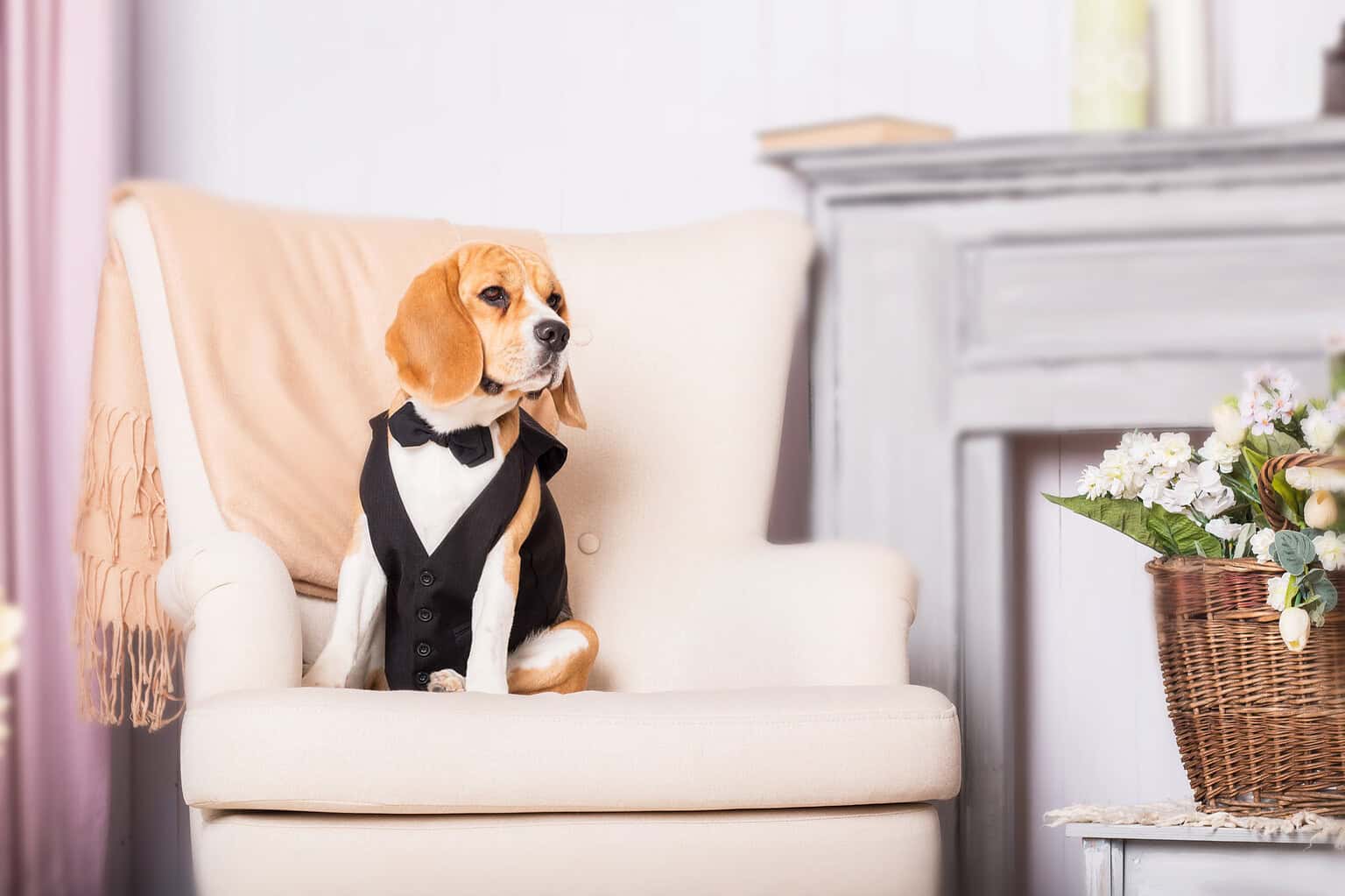 Beagle wearing a tuxedo vest and bow tie sitting on a cream armchair