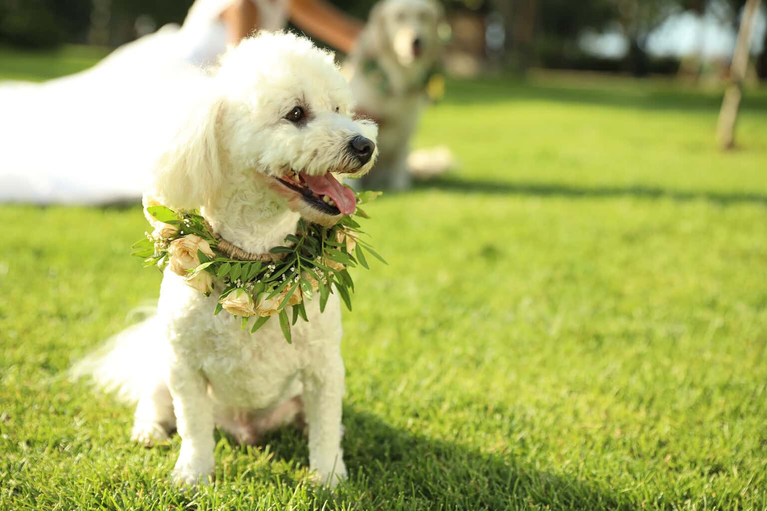 Bichon Frise wearing a wreath of flowers
