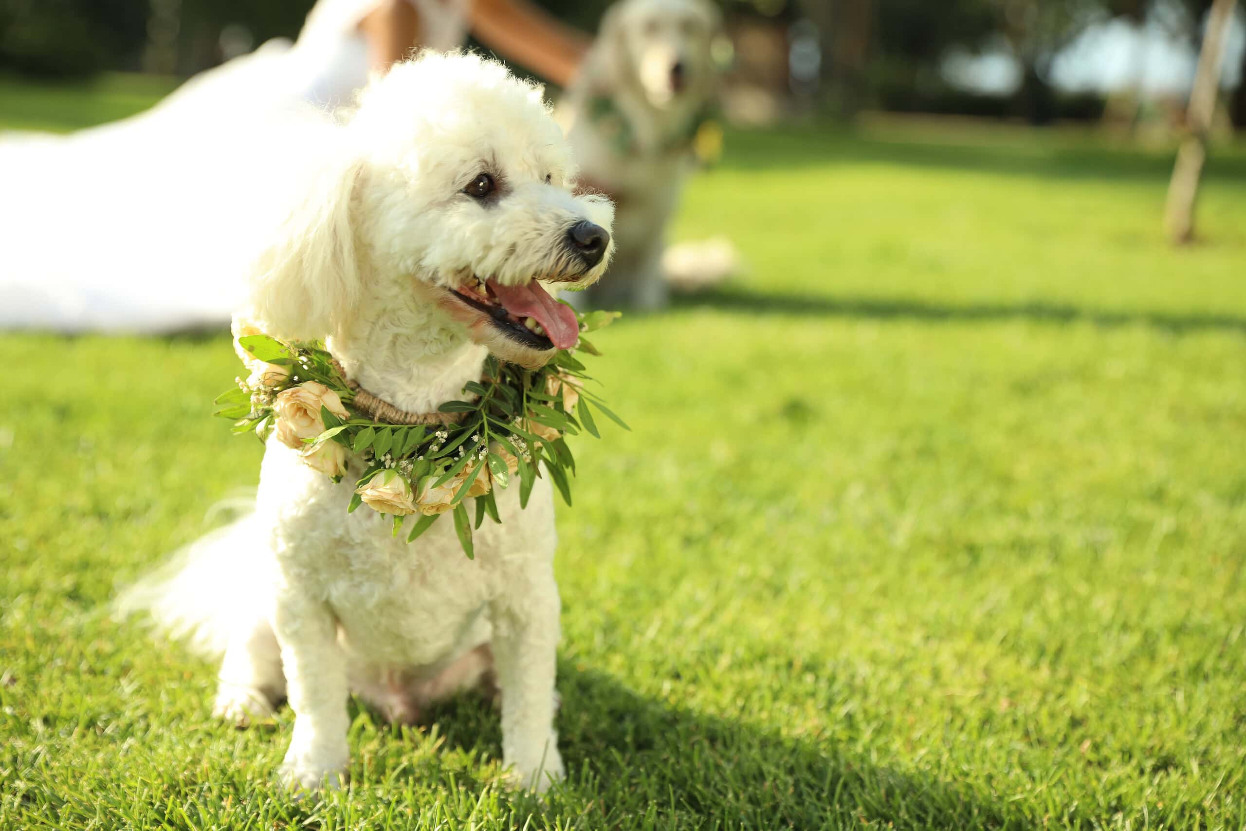 Adorable fluffy white Bichon Frise wearing a flower wreath sitting in green grass