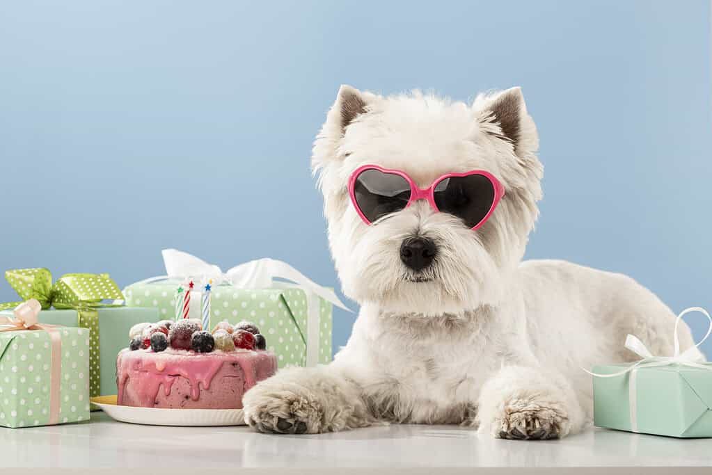 Happy dog in pink sunglasses next to a birthday cake