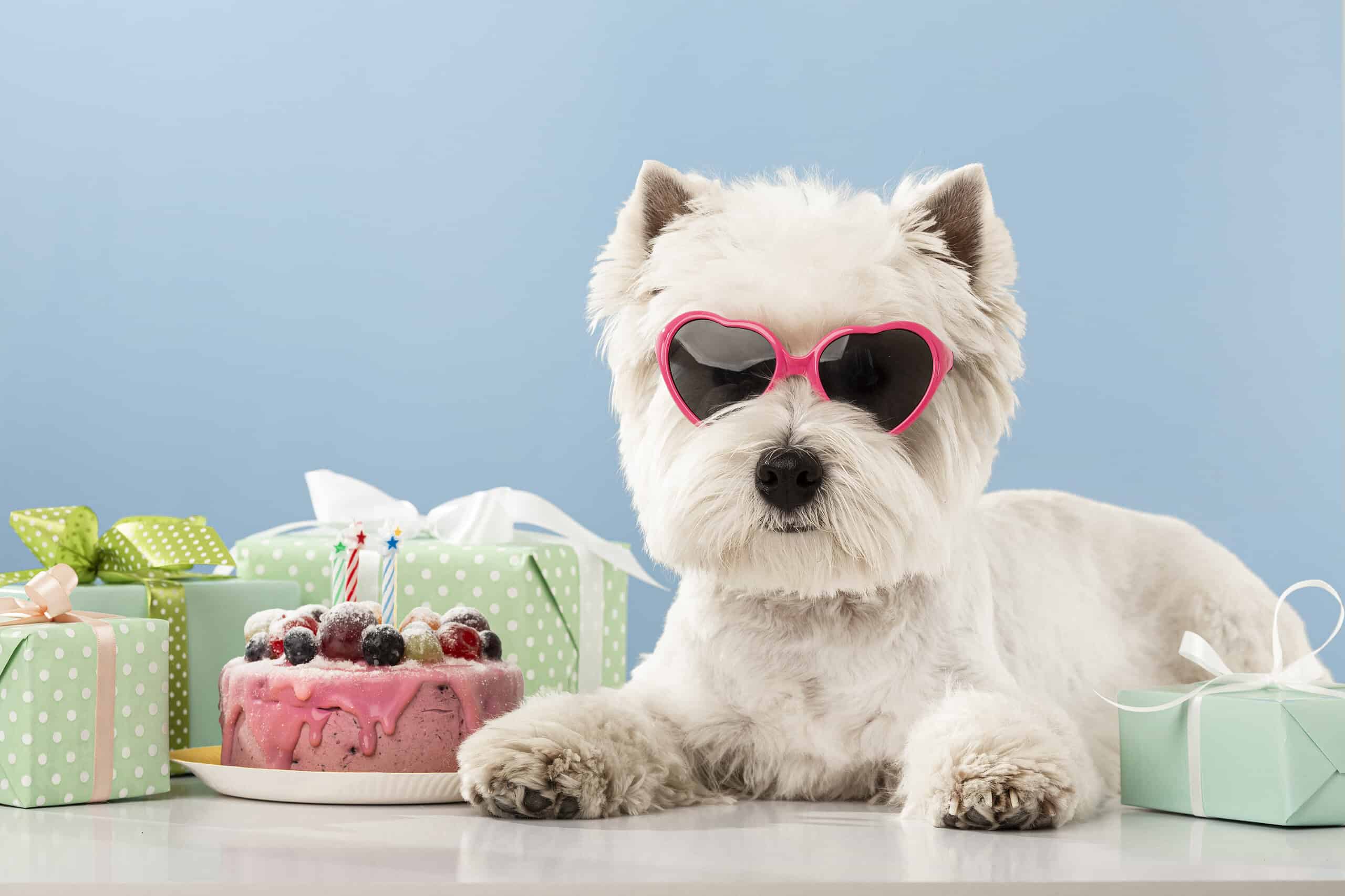 Adorable white terrier in pink sunglasses sitting beside a cake, surrounded by human food dogs should not eat