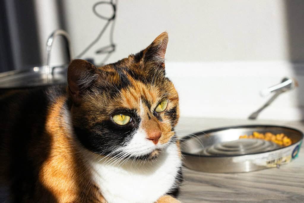 Adorable calico cat sitting next to a full food bowl and turning away without eating