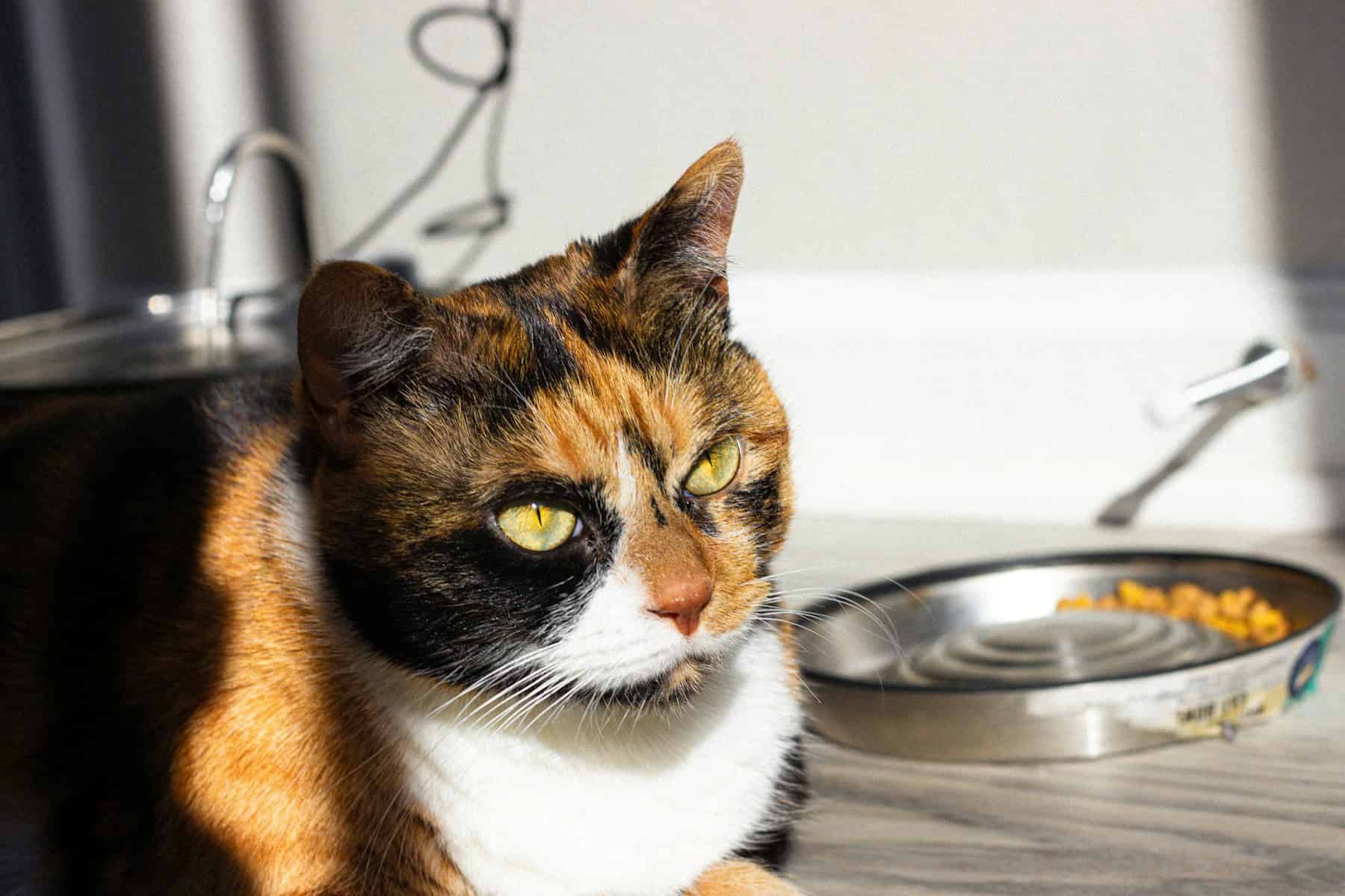 Adorable calico cat sitting beside a full food bowl and turning away without eating