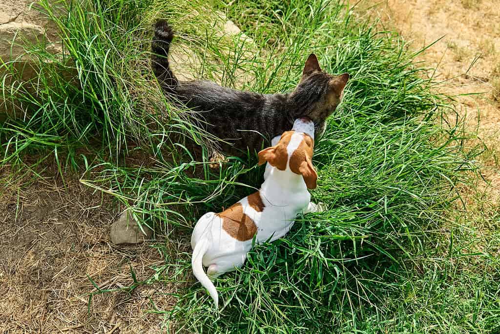 Jack Russell terrier puppy playing with a tabby cat in green grass