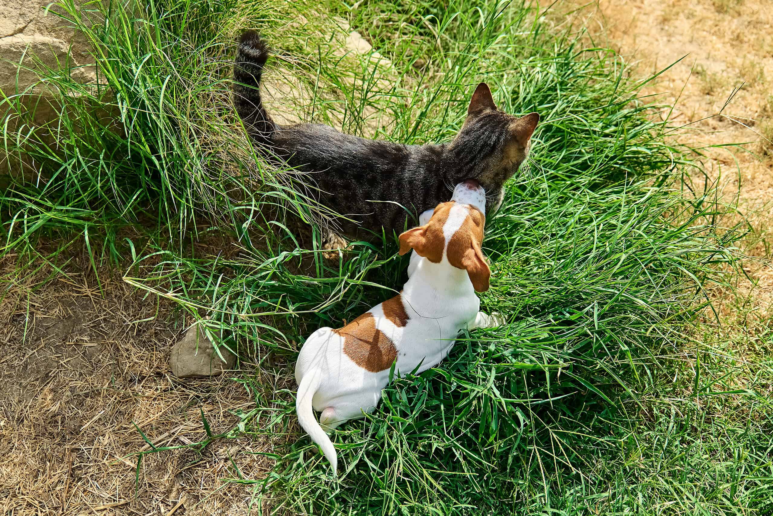 Adorable Jack Russell puppy playing outdoors in long green grass, where backyard digging usually starts