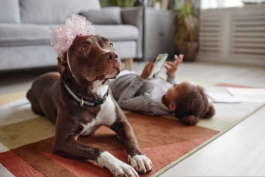 Big dog wearing a bow lying on the floor with a little girl behind