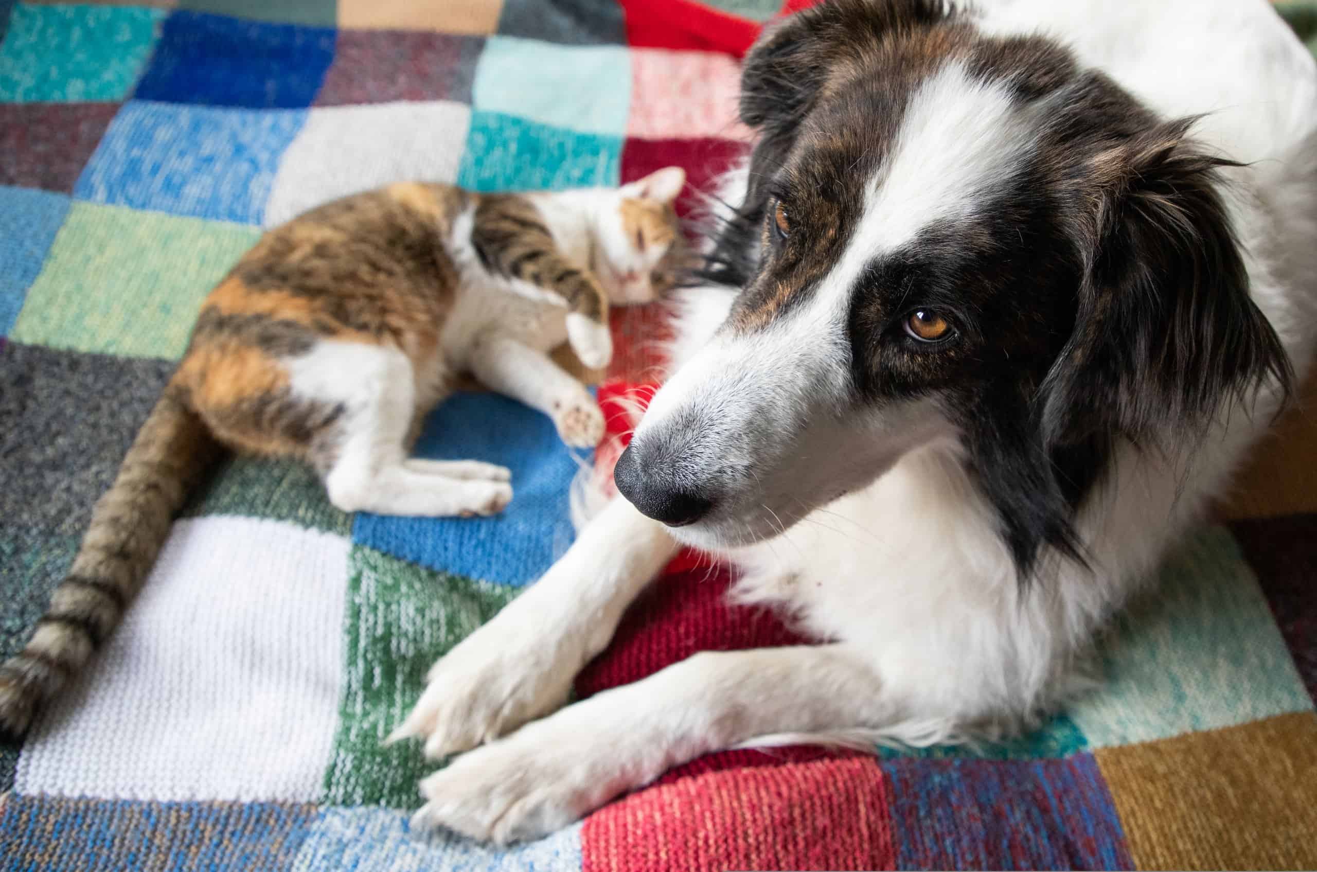 Adorable tabby cat and border collie cuddling together on a colorful quilt covered in pet hair