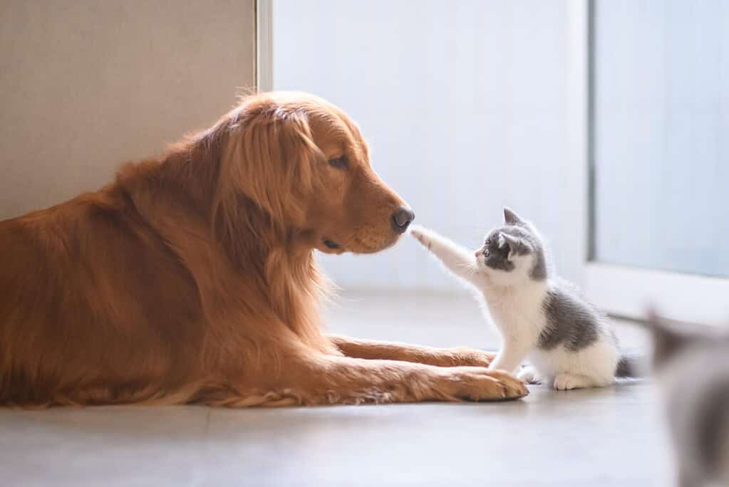 Golden retriever and kitten touching paws indoors