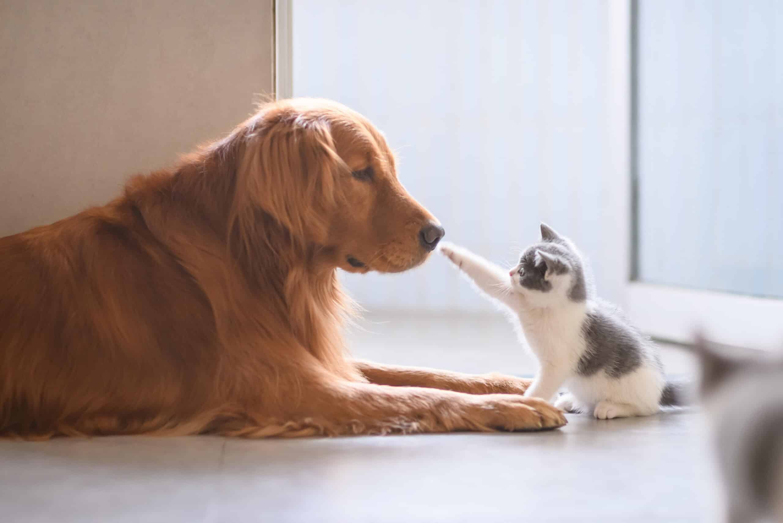 Adorable golden retriever and kitten touching paws indoors on a quiet Halloween night