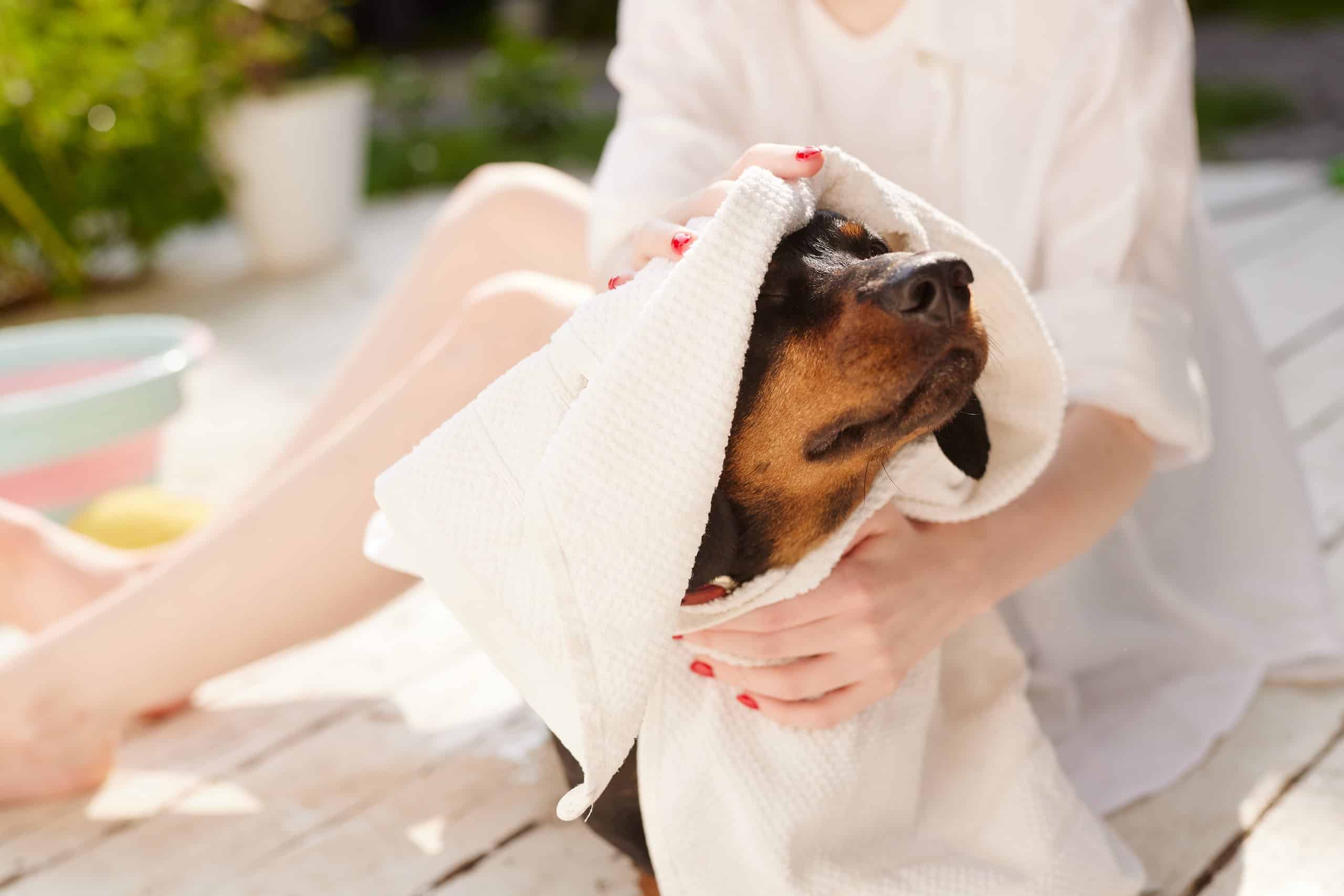 Adorable dog being gently dried with a white towel after a bath outdoors