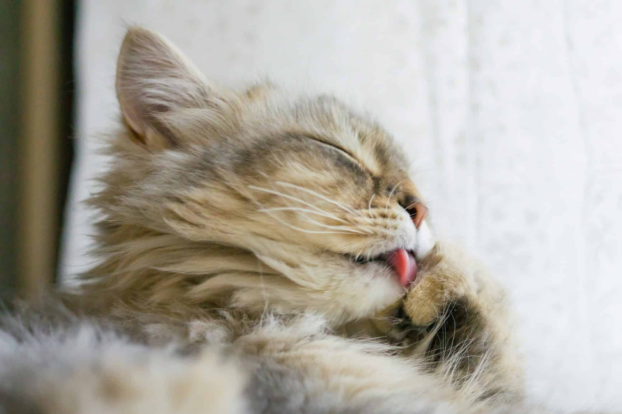 Adorable fluffy long-haired tabby cat grooming its thick coat during spring shedding season