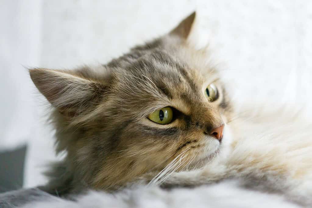 Adorable fluffy tabby cat resting indoors with bright green eyes and clear breathing