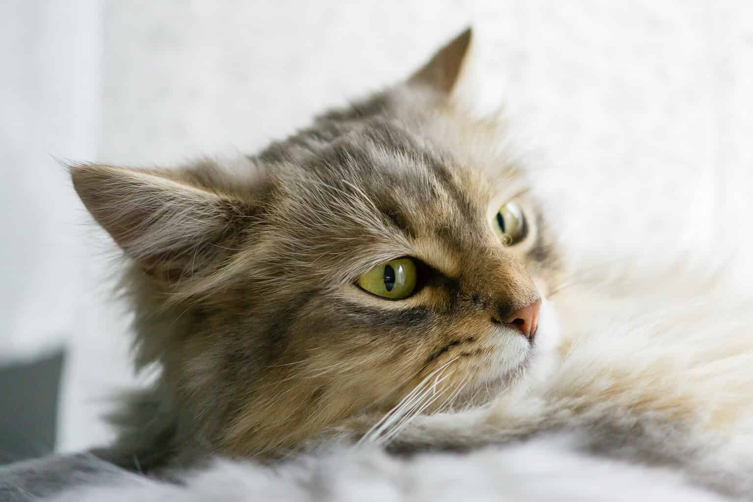 Adorable fluffy tabby cat resting indoors with bright green eyes and clear breathing