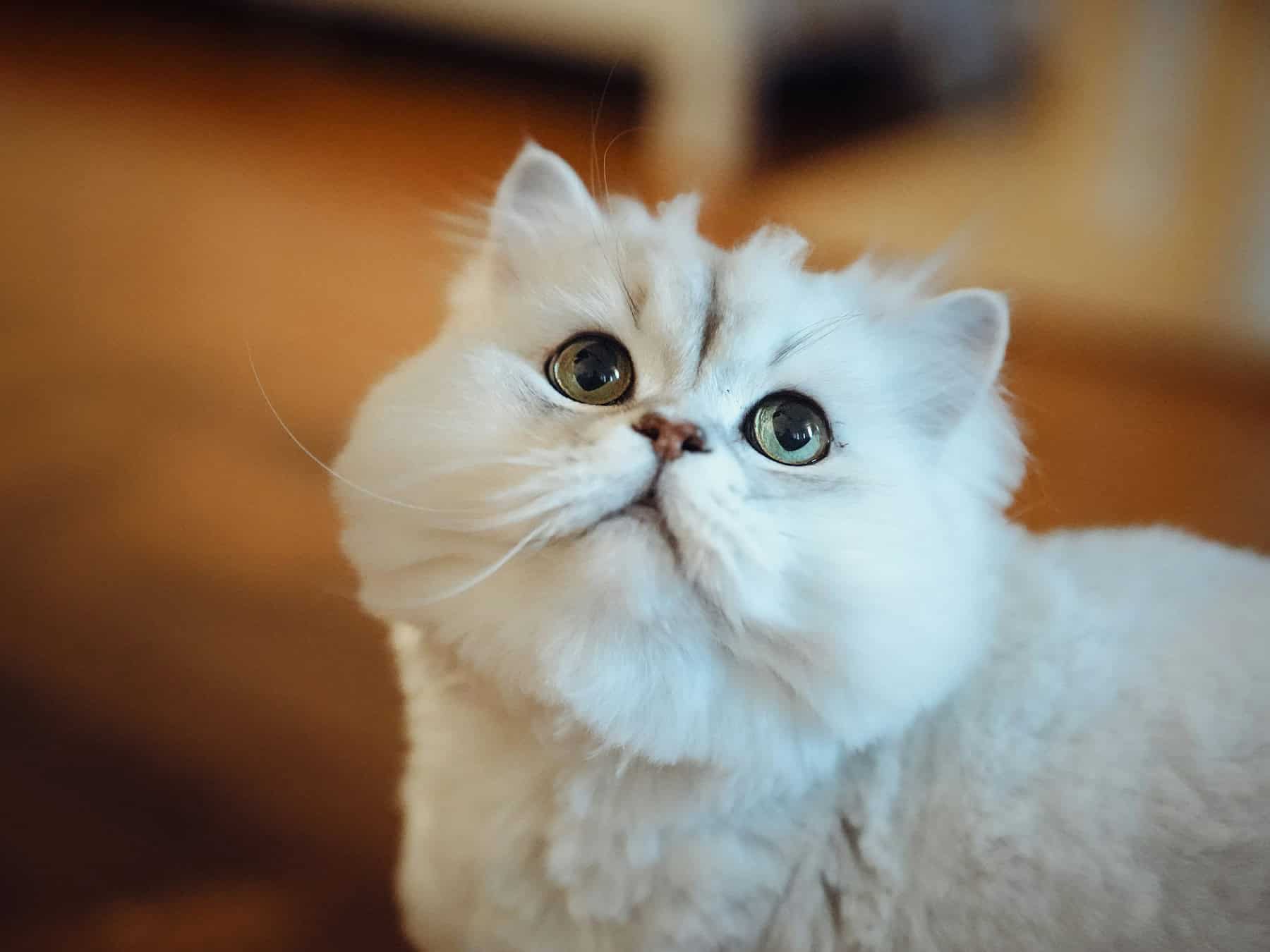 Adorable fluffy white cat with big round eyes looking up, waiting for a sensitive-stomach meal