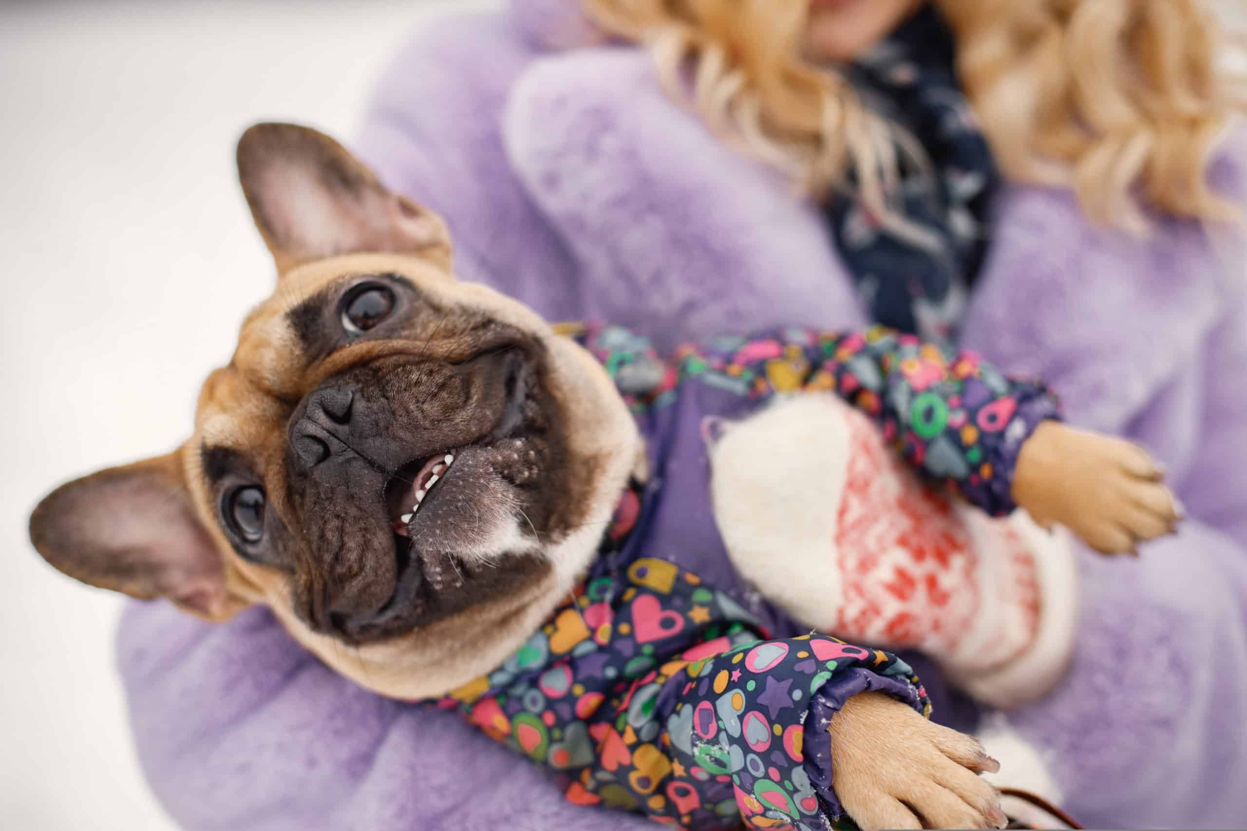 Adorable French bulldog wrapped in a cozy purple blanket warming up after a cold winter walk