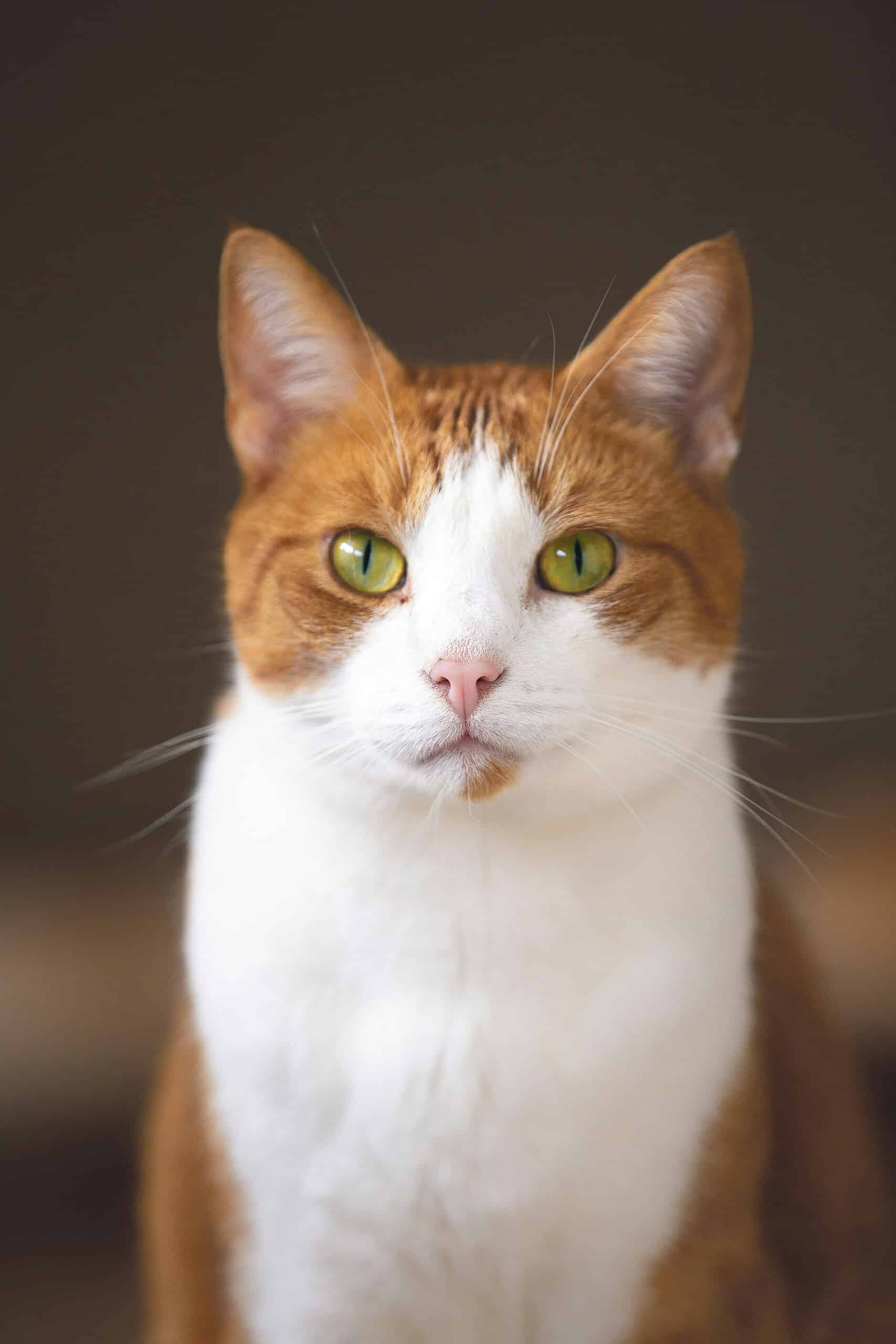 Adorable ginger and white cat with green eyes sitting up and looking at the camera