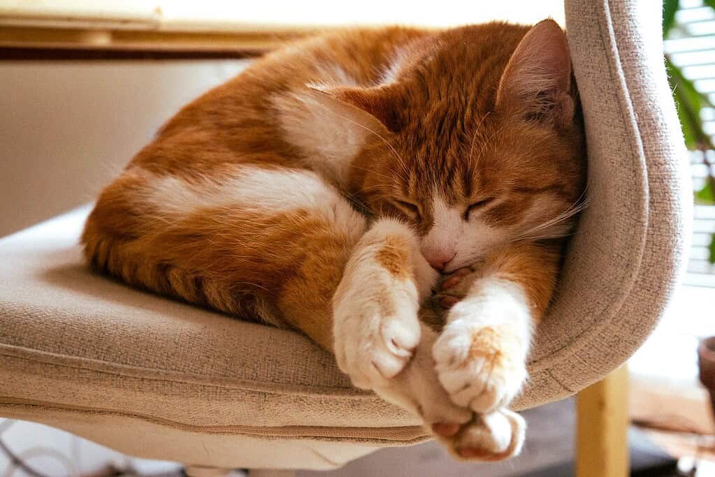 Adorable ginger cat curled up fast asleep and relaxed on a cozy chair