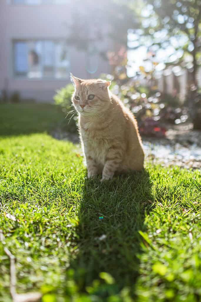 Adorable ginger tabby cat sitting in sunlit green grass, where fleas and ticks live