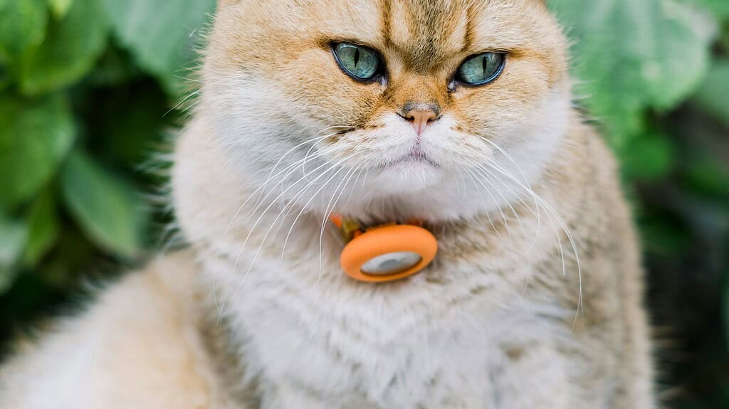 Adorable golden British Shorthair cat with bright green eyes wearing an orange pet ID tag on its collar