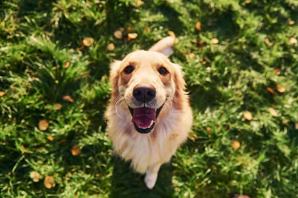 Golden retriever standing on hind legs in the park