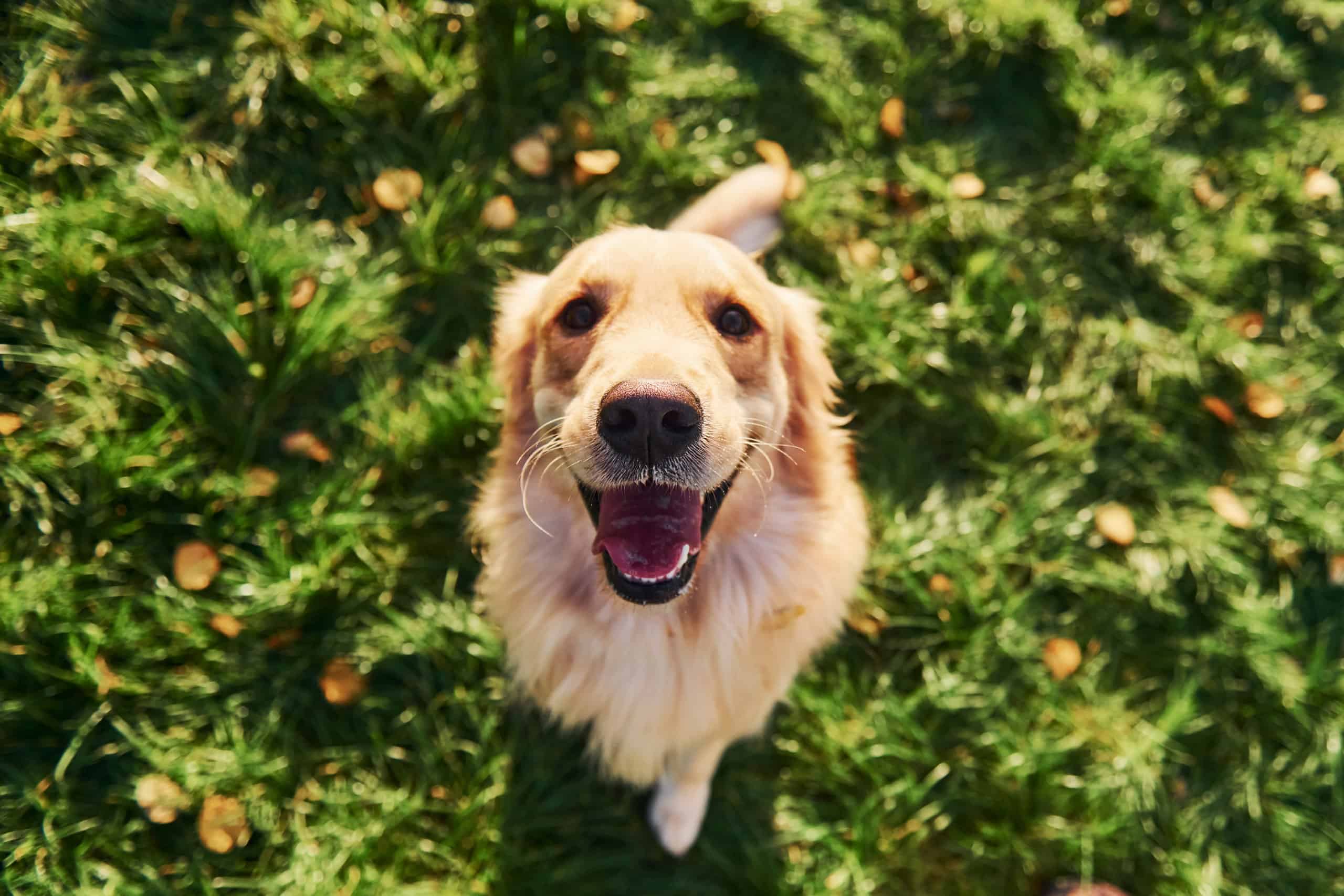 Adorable young golden retriever looking up at the camera with a happy open mouth in a sunny green garden