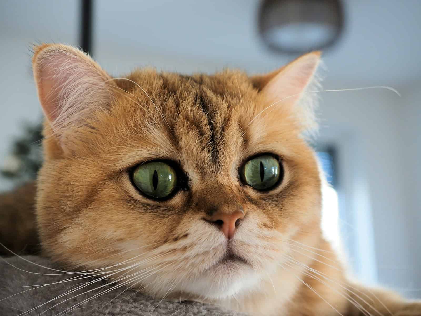 Adorable golden cat with huge green eyes staring straight at the camera
