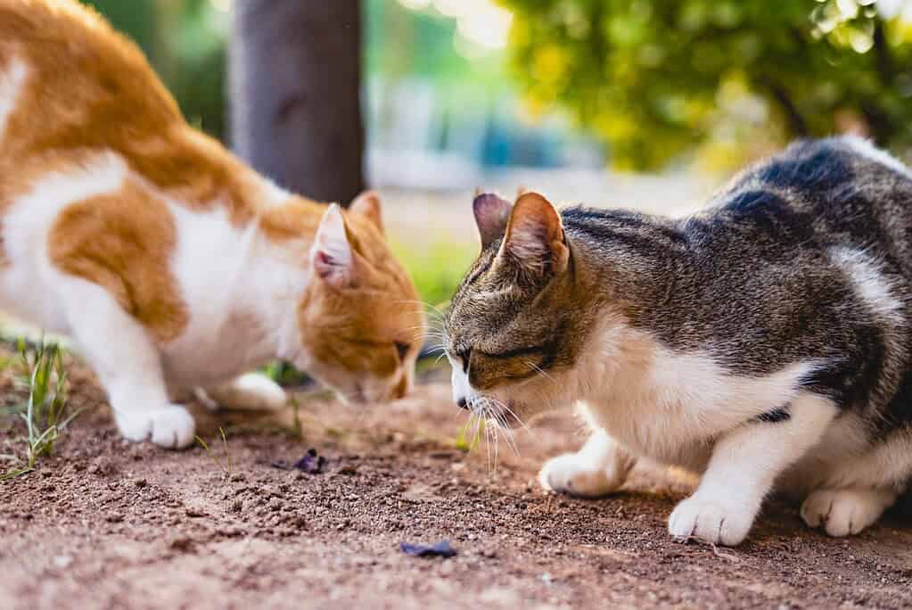 Two street cats lounging together