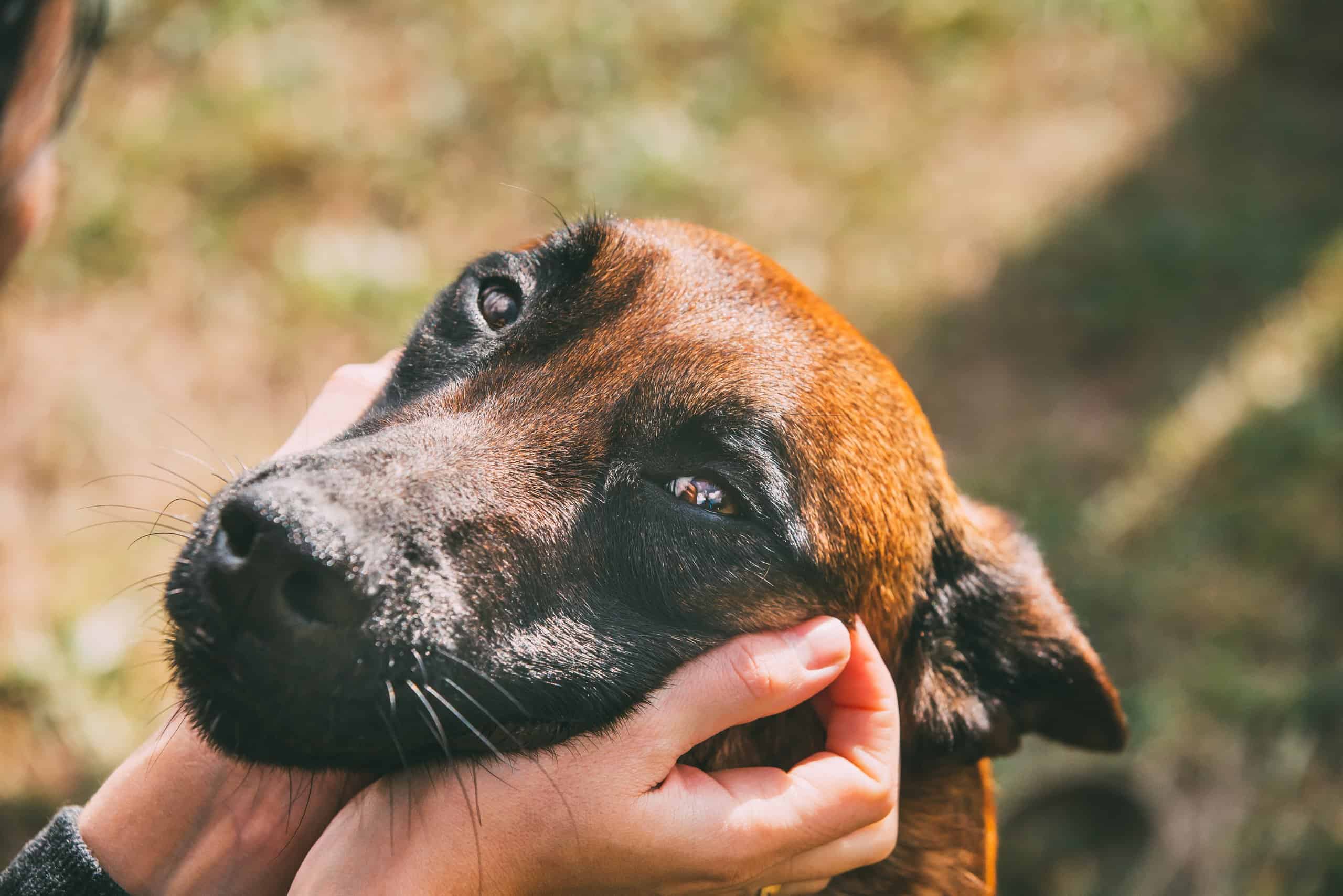Adorable brown dog tilting its head to one side while being petted outdoors in the sun