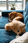 Two pets napping peacefully on a blue couch
