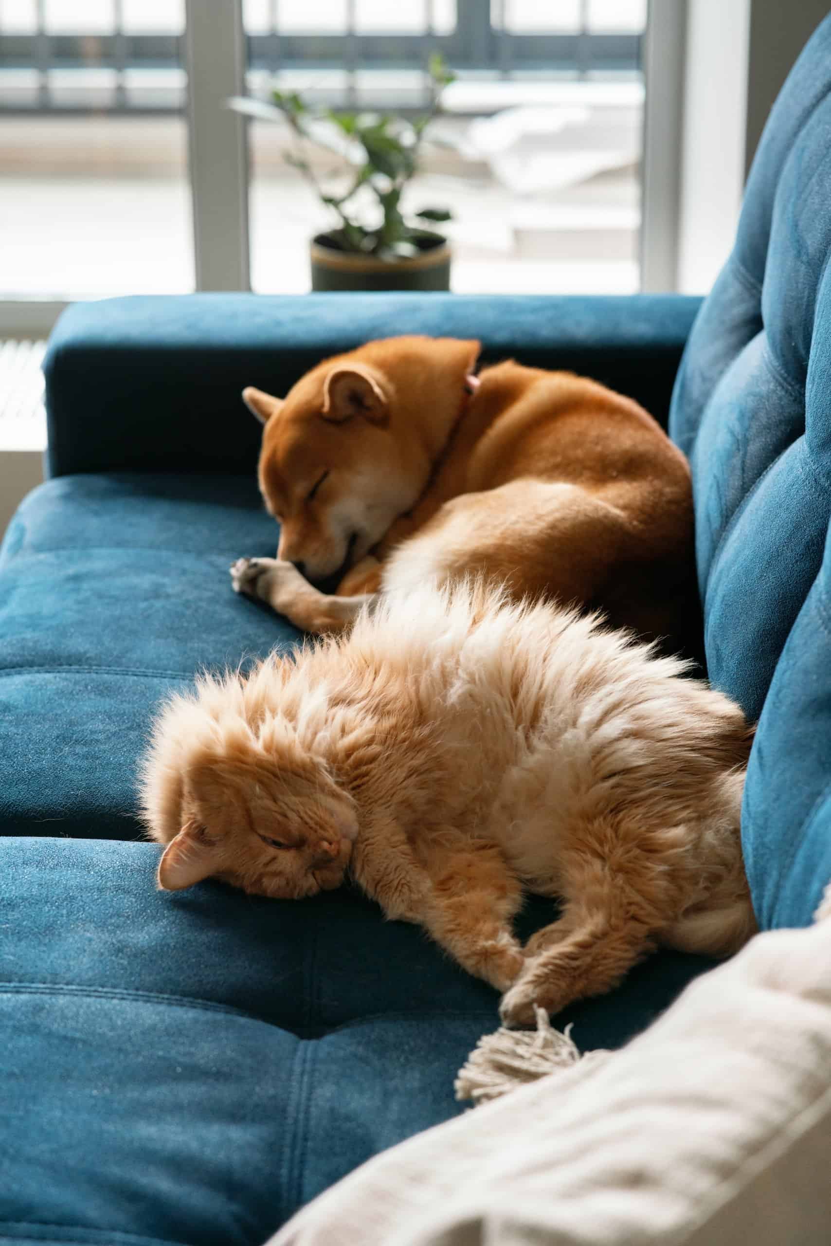 Adorable fluffy tan dog curled up asleep on a blue couch instead of chewing it