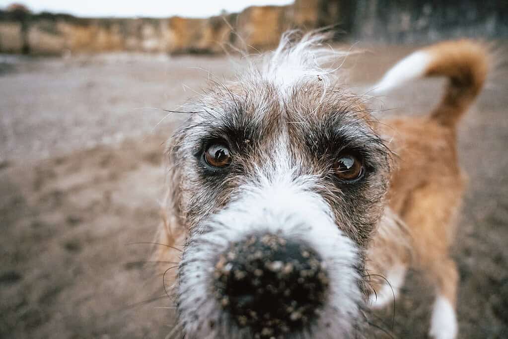 Close-up of a cute brown dog on a sandy beach