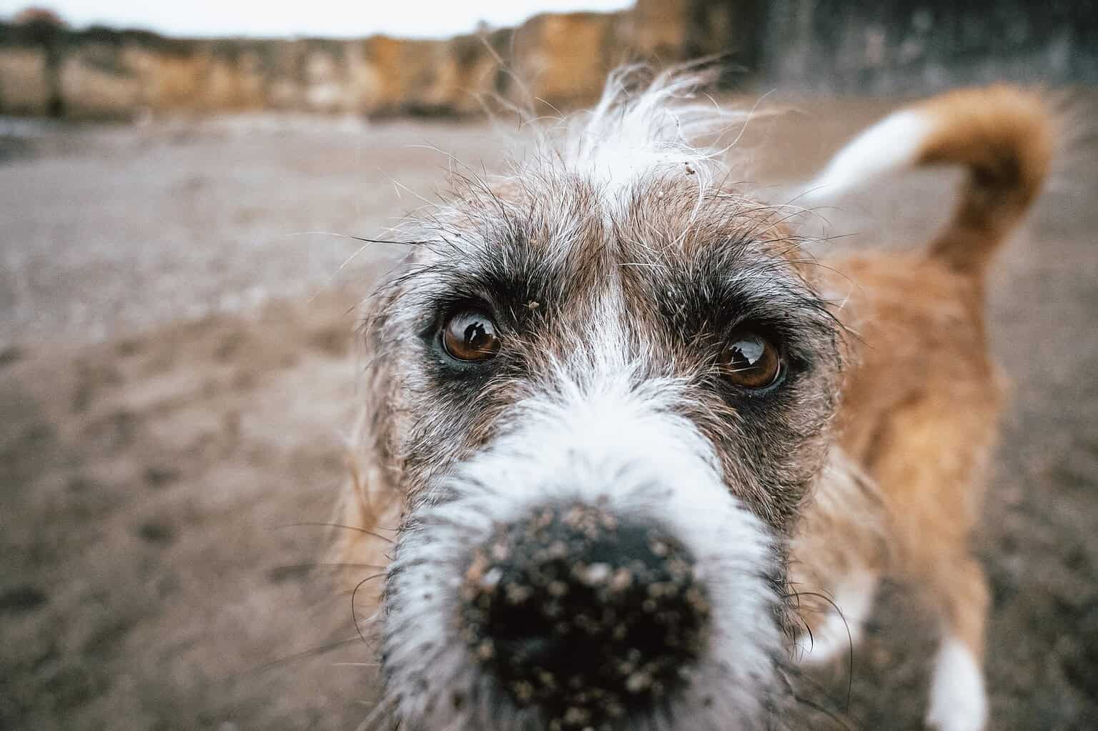 Close-up of a cute brown dog on a sandy beach