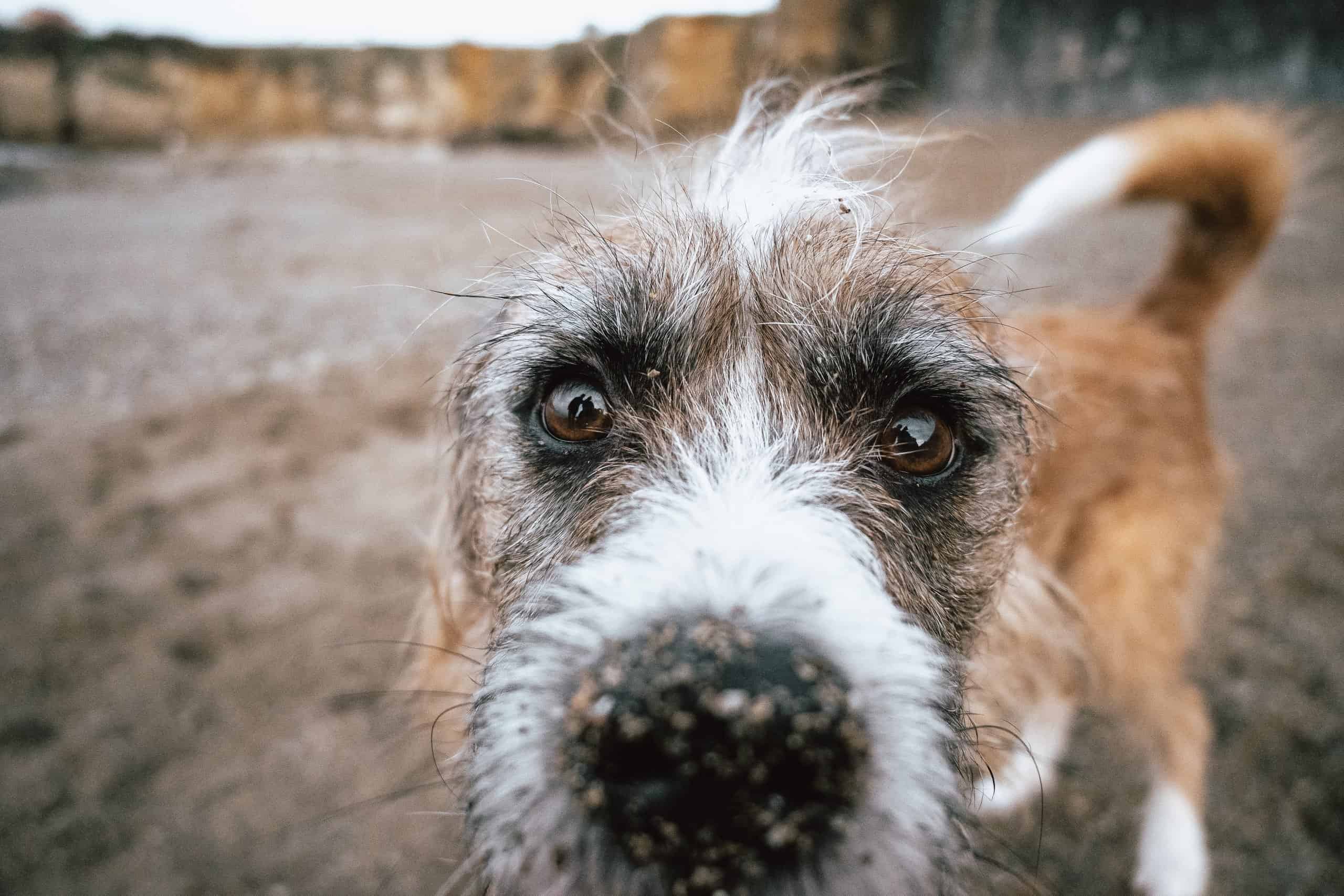 Adorable scruffy brown dog looking straight into the camera on a sandy beach