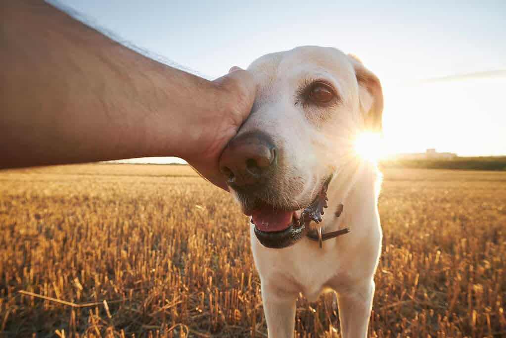 Man stroking his Labrador retriever in a field at sunset