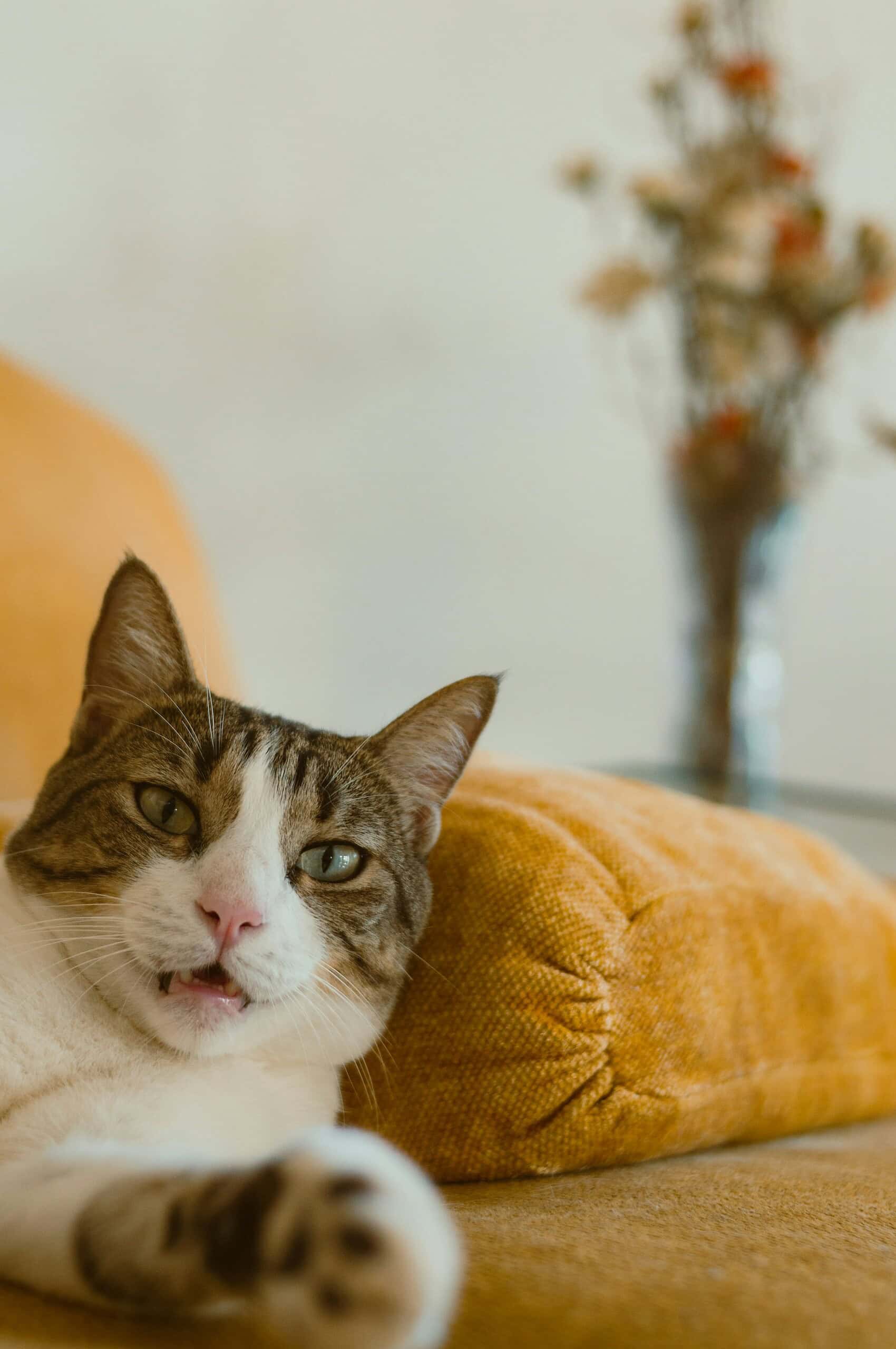 Adorable tabby and white cat resting on a mustard yellow cushion watching its owner
