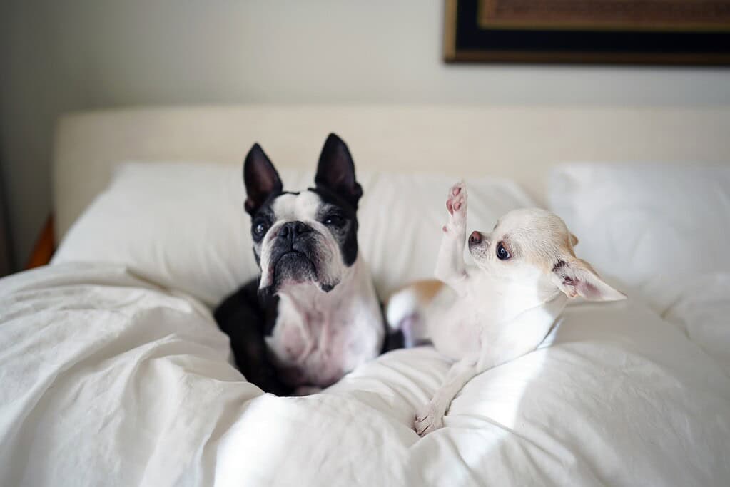 Two dogs relaxing on a bed with white sheets