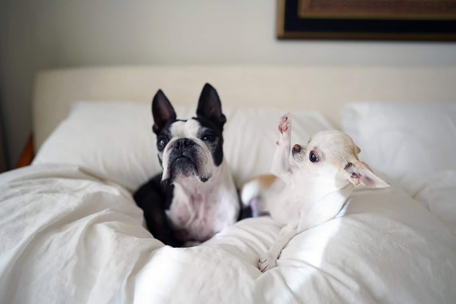 Two dogs relaxing on a bed with white sheets