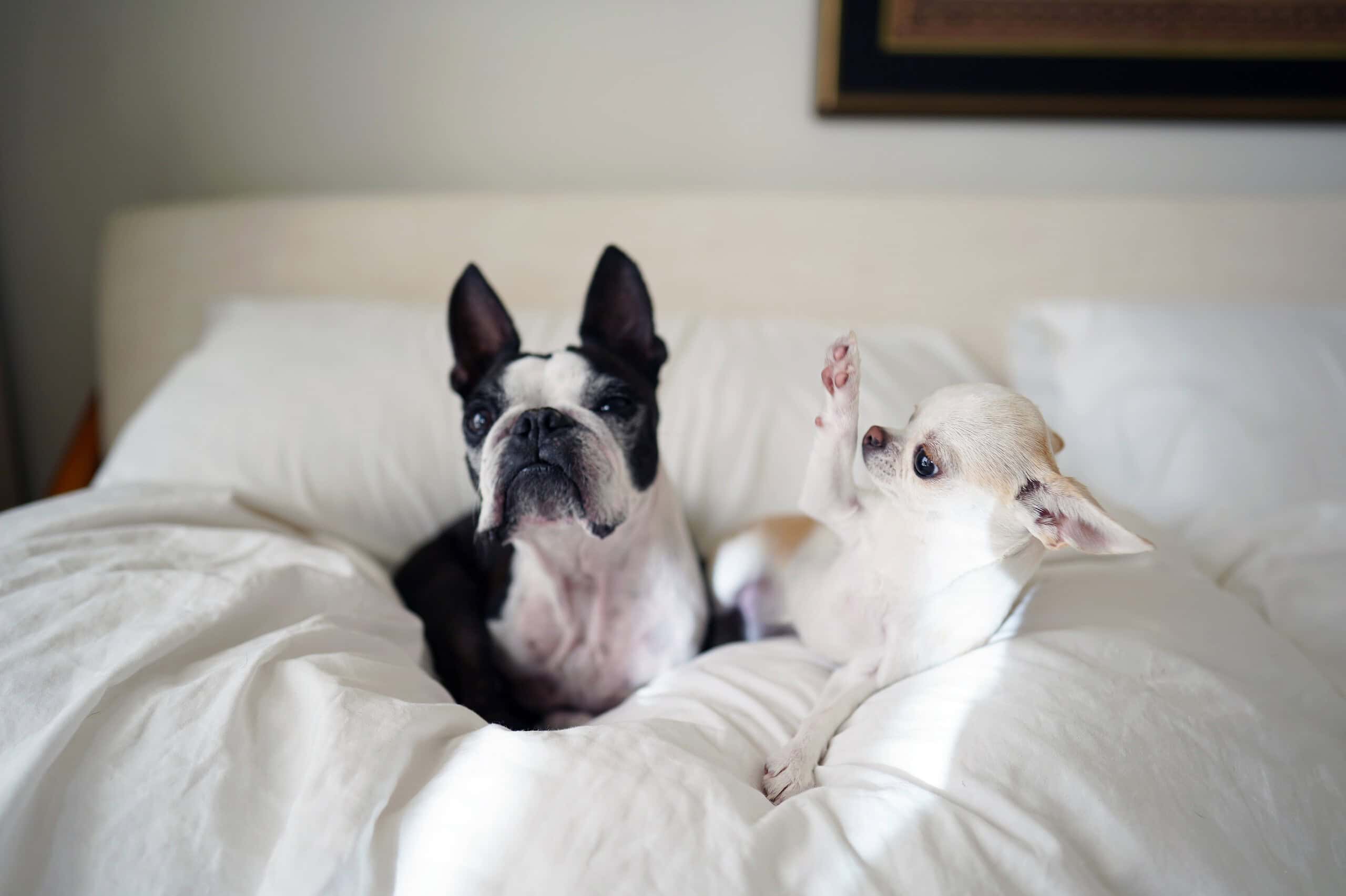 Two adorable dogs sprawled out fast asleep together on a white bed