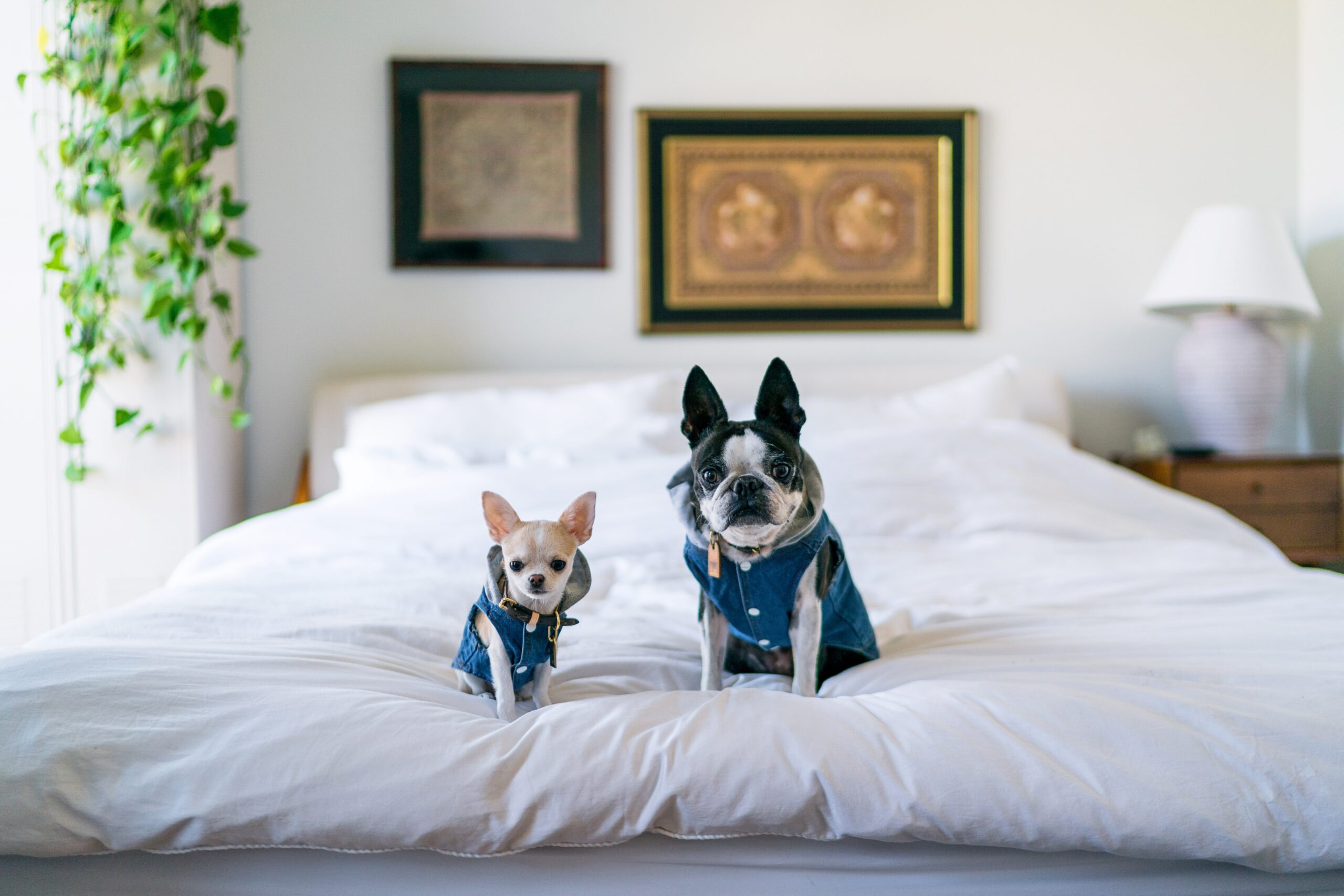 Two adorable small dogs sitting calmly indoors on a white bed, relaxed for an at-home nail trim