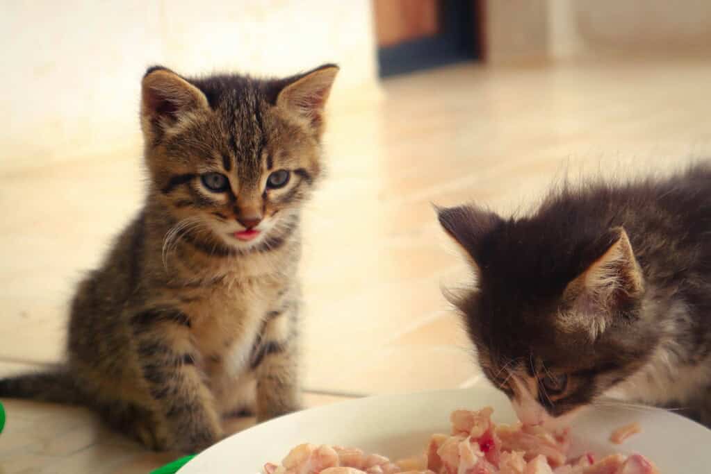 Two adorable tabby kittens eating kitten food from a white bowl on a sunny floor