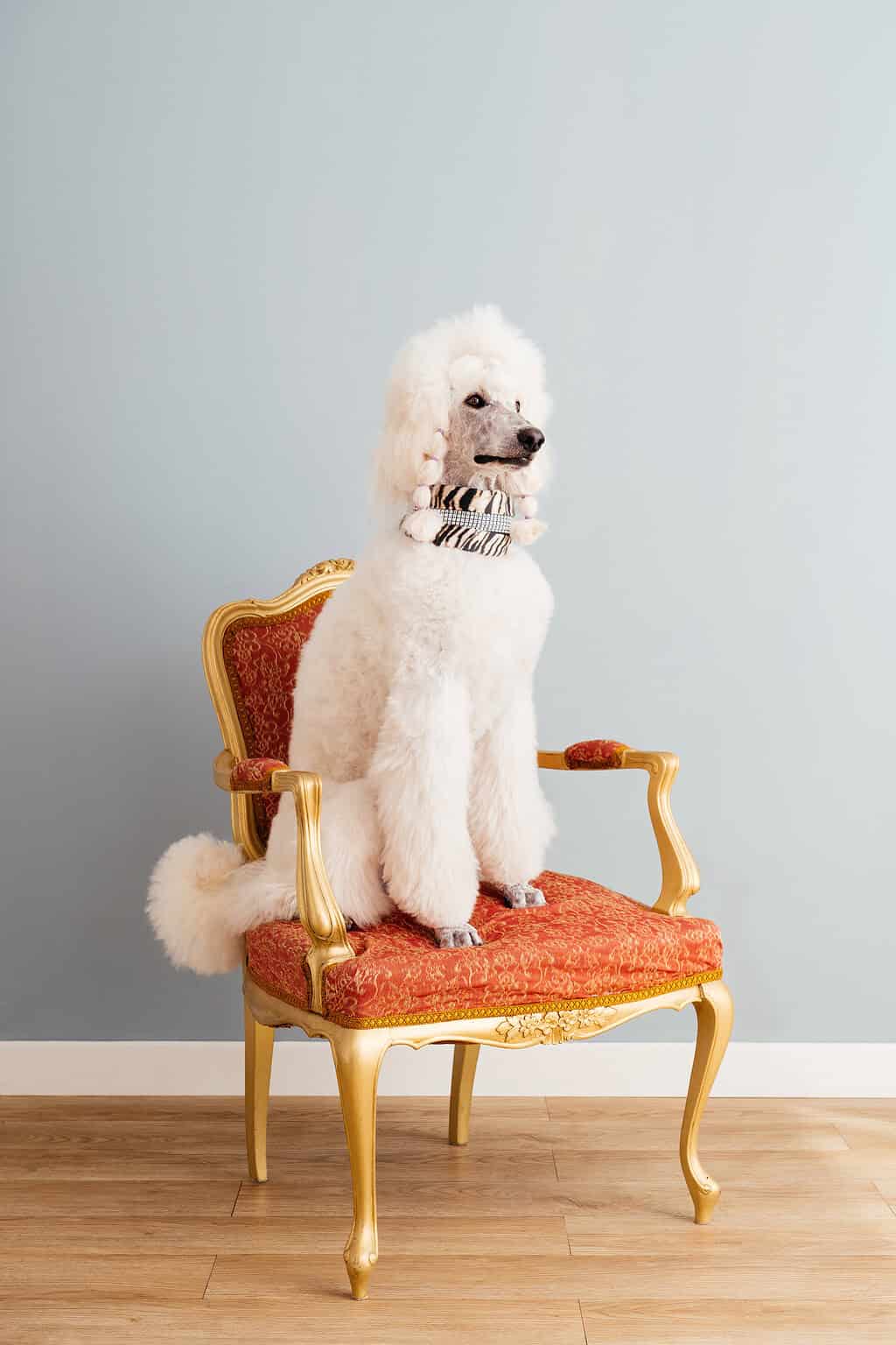Fluffy white standard poodle sitting on an ornate red and gold chair
