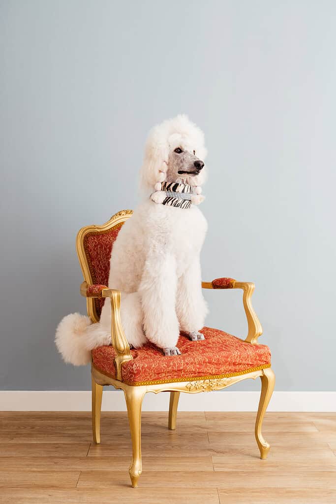 Fluffy white standard poodle sitting on an ornate red and gold chair