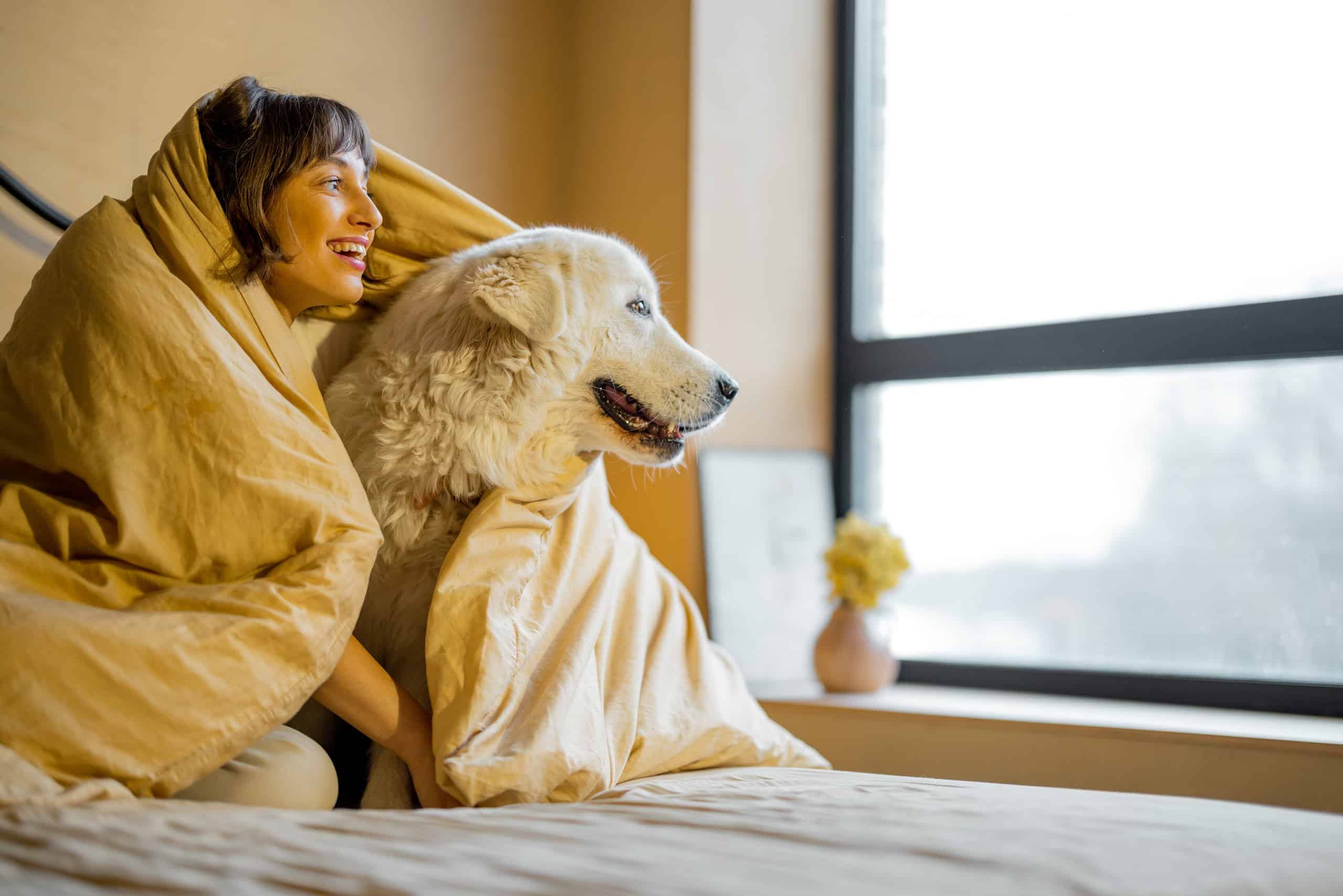 Adorable fluffy white dog resting under a blanket with its owner while an upset stomach settles