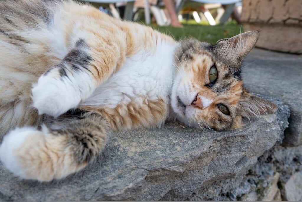 Playful calico cat rolling on its back with paws up, looking at the camera