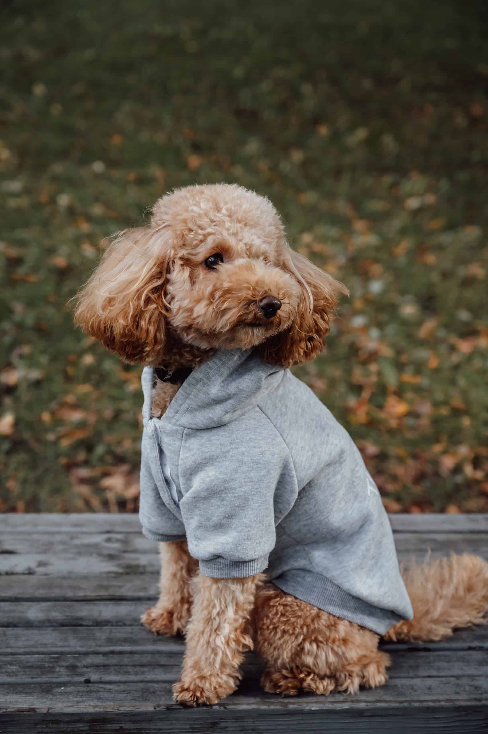 Adorable apricot toy poodle in a soft hoodie sitting outdoors, healthy and bright-eyed in older age