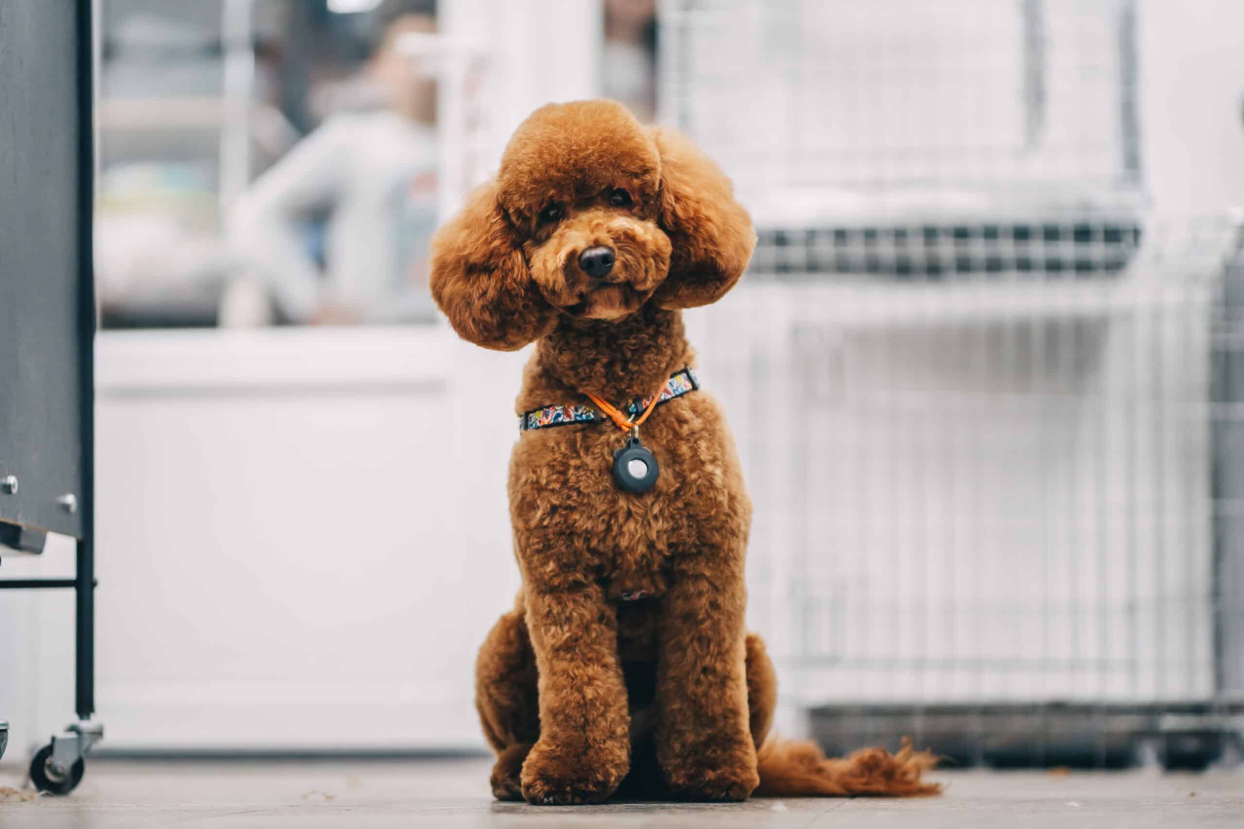 Adorable freshly groomed brown poodle sitting proudly in a collar after a bath