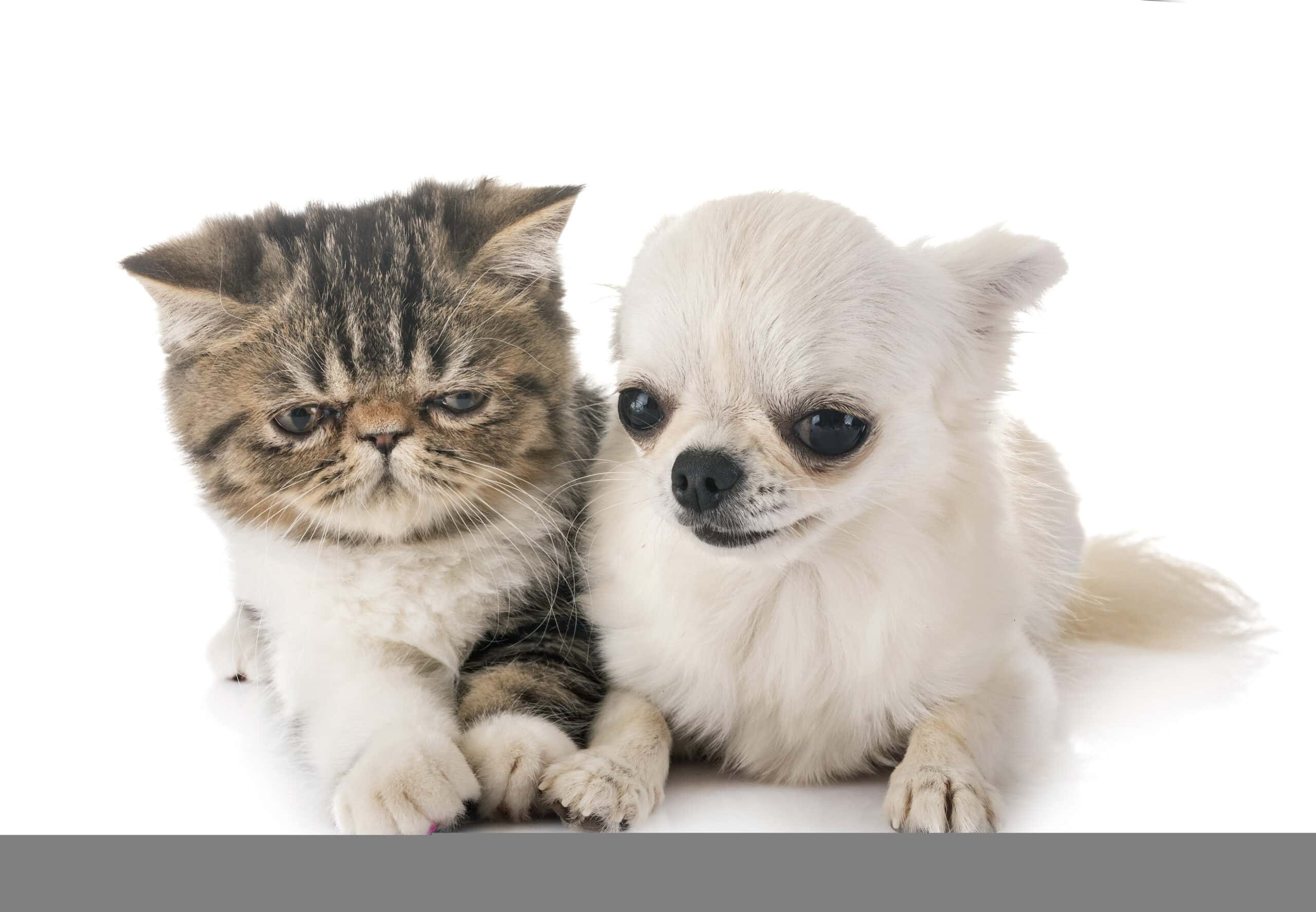 Adorable kitten and puppy together, both needing pet ID tags