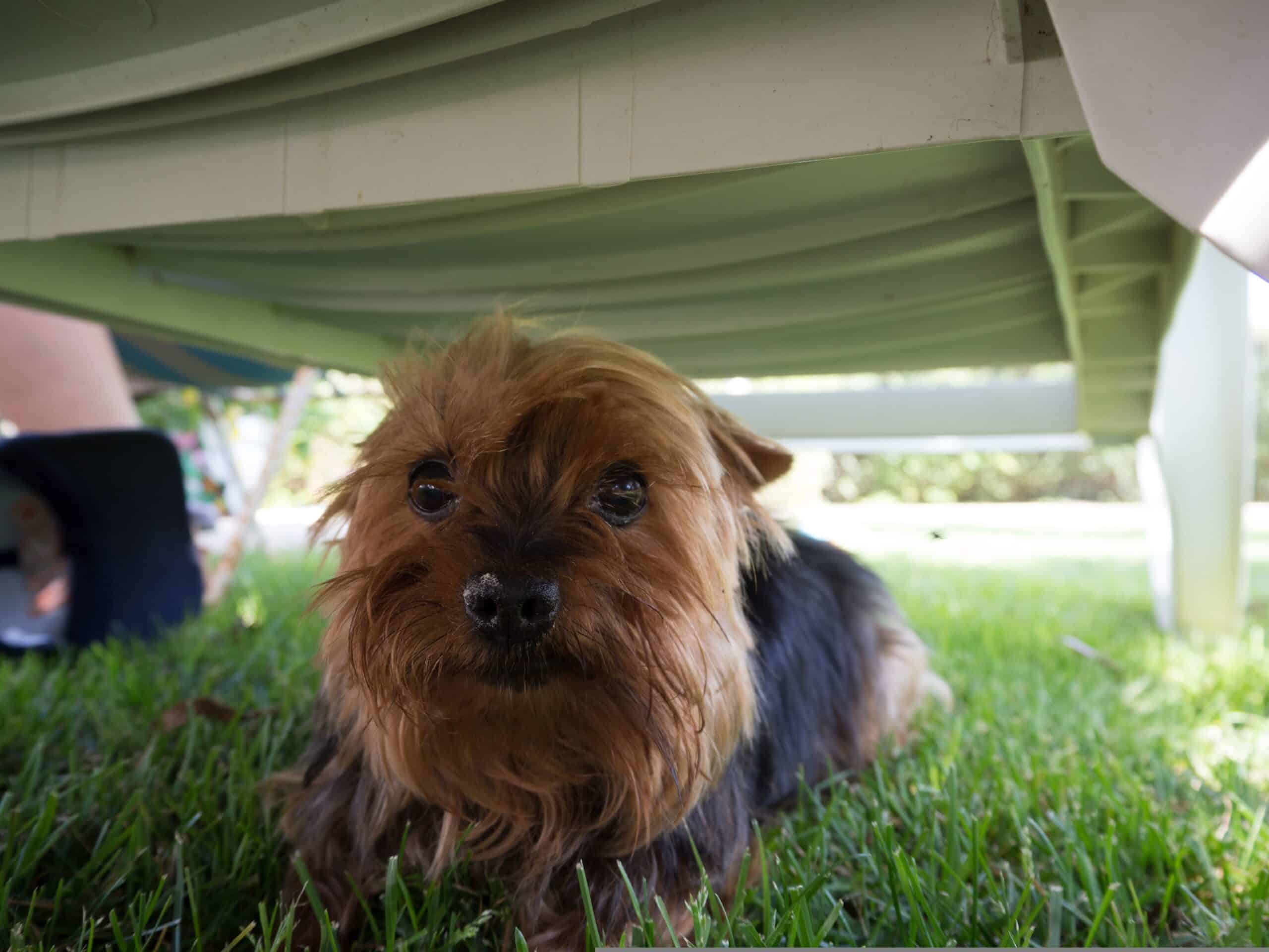 Adorable scruffy terrier lying in the grass on a summer lawn, looking right at the camera